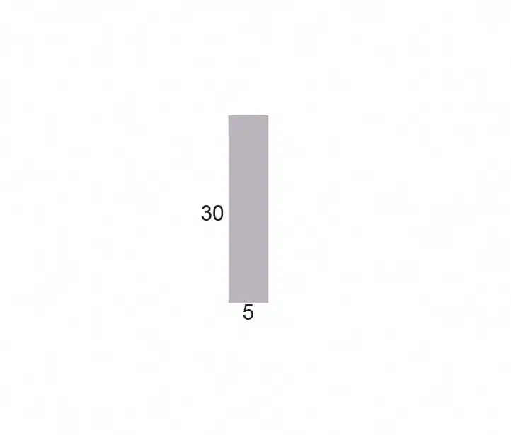 RØGET EG Massiv distanceliste, 5 x 30 mm - Billede 2